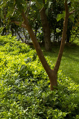 Green grass, bush and tree and sunshine