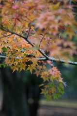 紅葉
