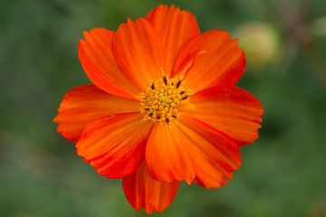 Orange flower