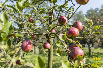 Red apple on the tree.
