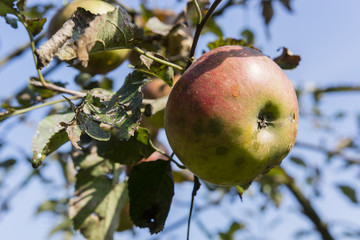 Red apple on the tree.