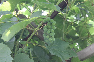 Grapes with green leaves 20535