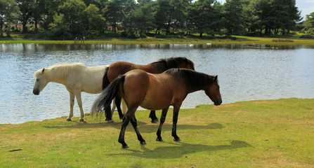 New Forest ponies at Hatchet Pond