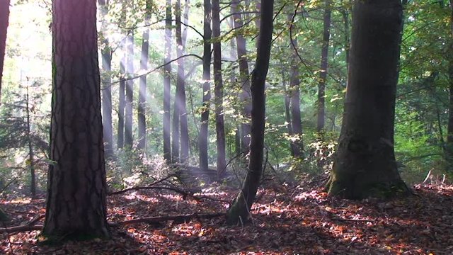 Sonnenstrahlen erhellen den Mischwald