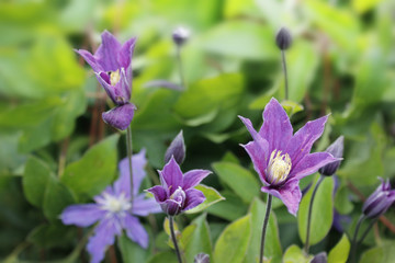 clematis