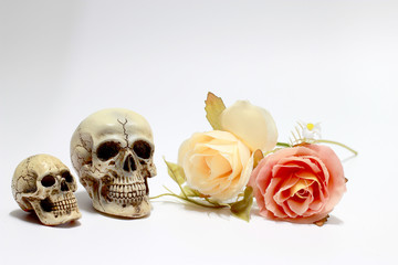 Still life photography with a human skull and branch of flower isolated on white background. happy halloween day.