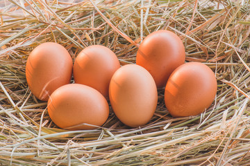 Eggs in the nest of dry grass