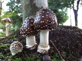 イボテングタケ