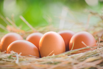 Eggs in the nest of dry grass