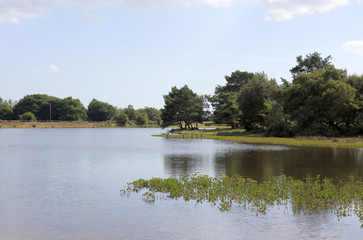 View of the pond at Hatchet in the New Forest
