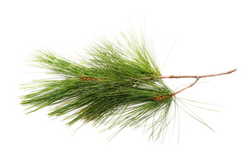 Obraz premium pine branch isolated on white background