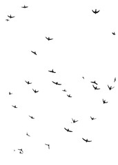 High-contrast black-and-white photo of swallows flying. Ink effect. 