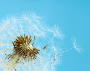 Close up of dandelion seeds blowing away