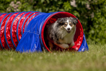 Agility - Australian Shepherd im Tunnel