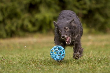 Hund beim Fangen eines Balls