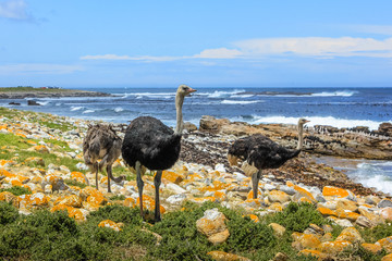 Three common ostriches on the pebble beach of Cape of Good Hope Nature Reserve in Cape Peninsula National Park, South Africa. © bennymarty