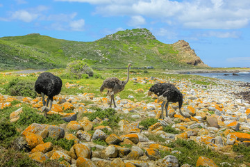 Three wild ostriches in Cape of Good Hope Nature Reserve, Cape Peninsula National Park, South Africa.