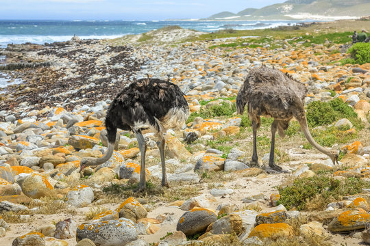 A couple of common ostriches eat on the pebble beach of Cape of Good Hope Nature Reserve in Cape Peninsula National Park, South Africa.