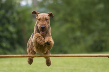 Agility - Airedale Terrier beim Sprung über die Hürde