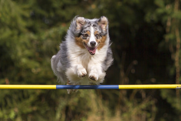 Agility - Australian Shepherd beim Sprung über Hürde