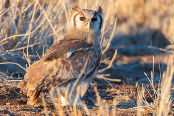 Close-up of a cute Owl standing on ground in the bush and looking at camera. Scenic sunset light. Kruger National Park, South Africa.