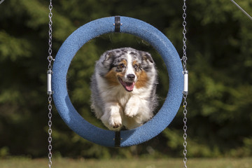 Agility - Australian Shepherd beim Sprung durch den Reifen