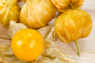 Physalis - Andenbeere - Kapstachelbeere 