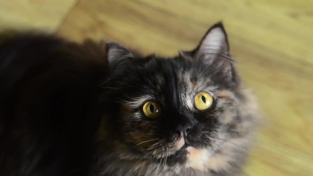 Cat looks up to the camera and moving from left corner to right