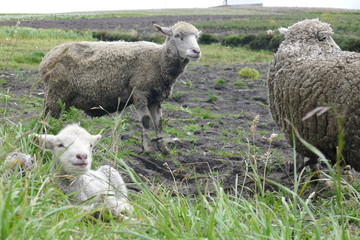 Obraz premium Ecuador, Volcano Quilotoa