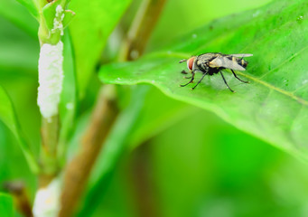 Fly