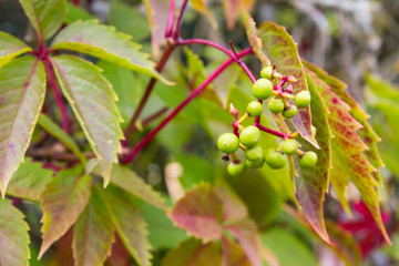 Green berries on the Bush in the summer