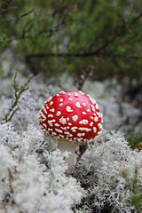amanita