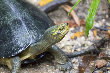 Image of an eastern chicken turtle in thailand