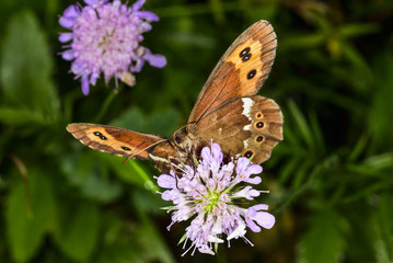 Bright-eyed Ringlet