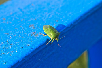 Closeup of a green stink bug on a metal post