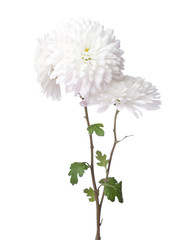 Chrysanthemums isolated on white background.