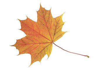 Rot Gelbes Ahorn Blatt