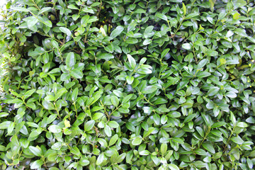lush green bush