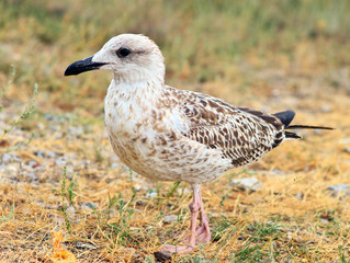 Gull Bird standing on grass outdoor close-up wild nature. Gulls are birds in the family Laridae