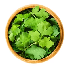 Tuinposter Fresh coriander leaves, also known as cilantro, Chinese parsley and dhania, in a wooden bowl on white background. Green Coriandrum sativum. Edible herb. Isolated macro food photo close up from above. © Peter Hermes Furian