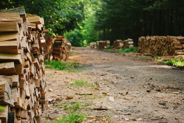 Holzstapel im Wald am Wegrand