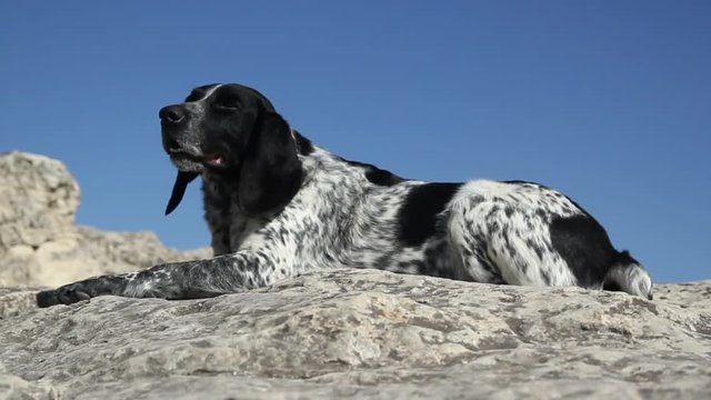 Spotted dog lying on the rocks