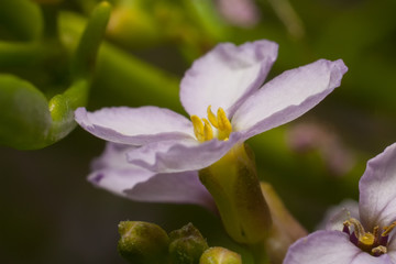 Obraz premium Daphne pink poisonous