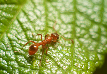 Ant on green leaf