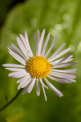 Fototapeta premium Flower in the woods