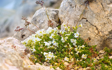 White Flowers in Caucasus Mountains reserve growing on stones