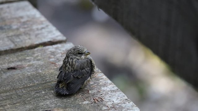 kleiner Vogel zwitschert
