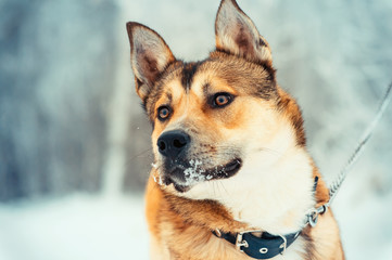 Dog walking outdoor on leash Portrait Winter nature on background