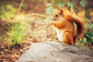Naklejka na ściany i meble Squirrel red fur with nuts and summer forest on background wild nature animal thematic (Sciurus vulgaris, rodent)