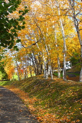 Naklejka premium Promenade of fallen leaves